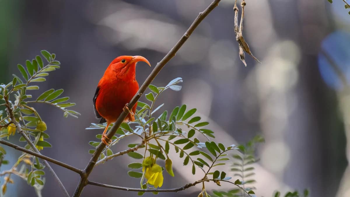 Iiwi Iiwi bird or Hawaiian Honeycreeper perched on a Koa branch.