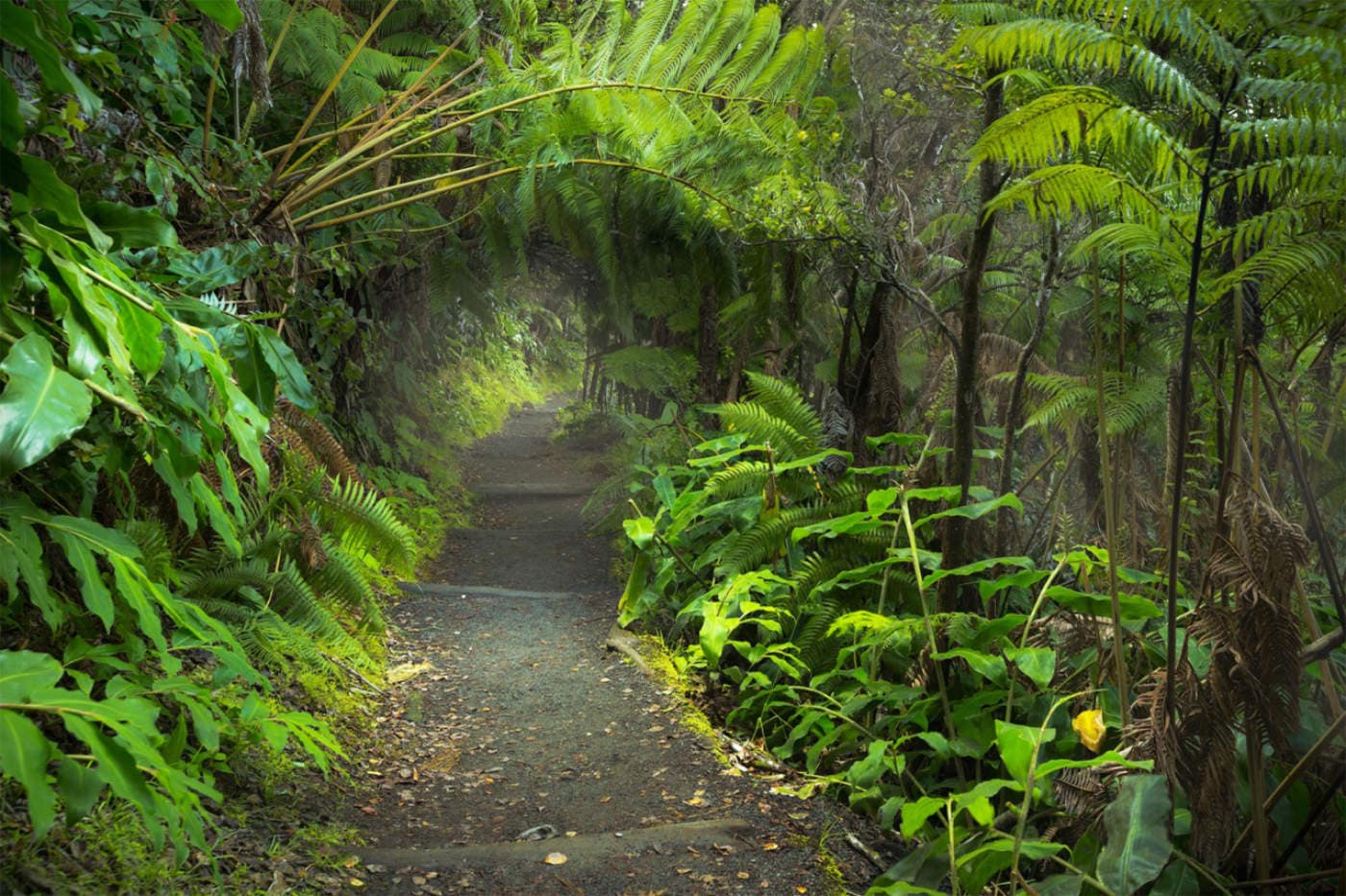 Volcano Park Forest Trail