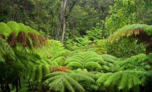 Fern Forest (L)