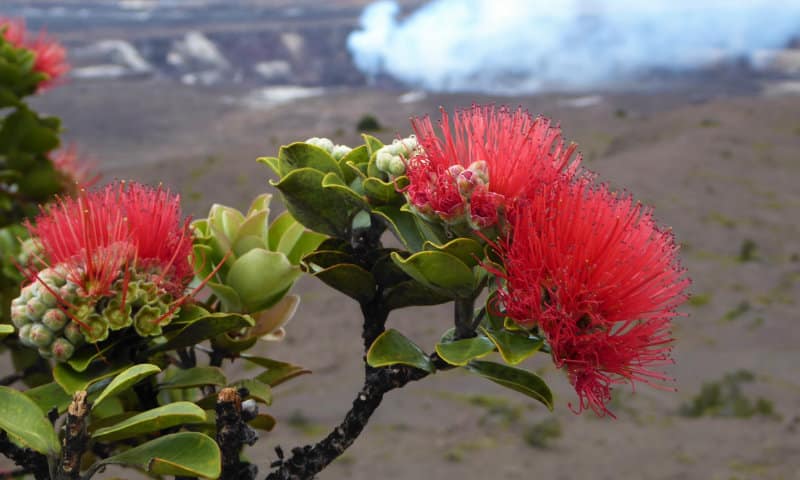 Branch of Flowering Ohia Lehua Tree at Kilauea Crater, Island of Volcano Park Forest Trail